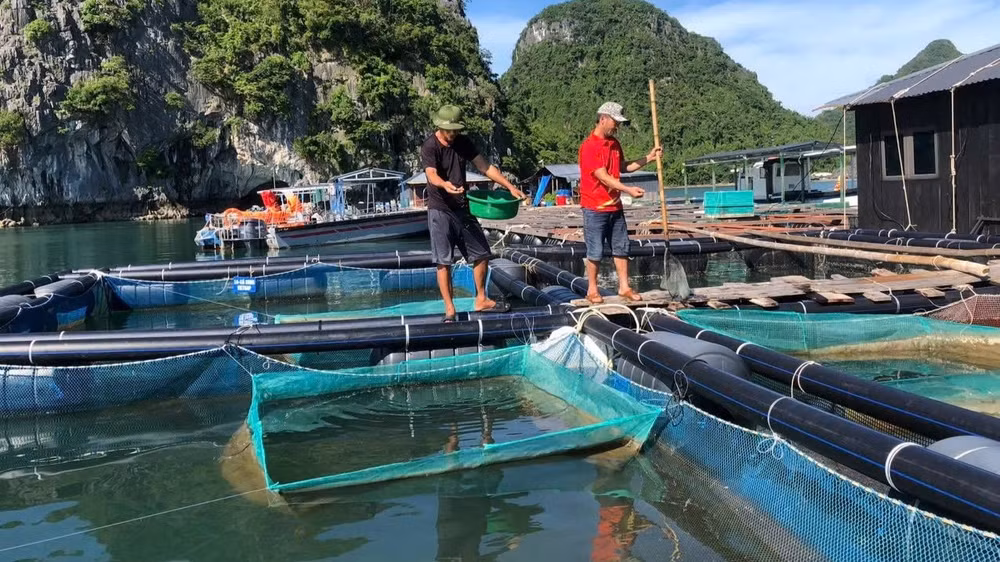 Người dân tỉnh Quảng Ninh nuôi trồng thủy sản trên biển.