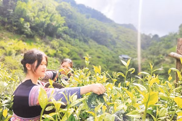 Người dân xã Pà Cò thu hoạch chè cổ thụ bán cho khách du lịch.
