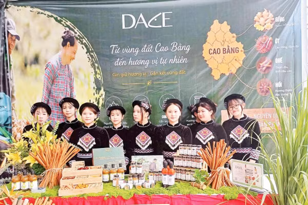 Ớt, gừng, nghệ, sả, quế, hồi là những cây gia vị chủ lực của vùng nguyên liệu.