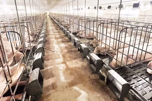 Lai Châu hướng chuyển đổi phương thức chăn nuôi nhỏ lẻ sang quy mô tập trung. Trong ảnh: Trang trại nuôi lợn tại bản Liên Hợp, xã Pắc Ta.
