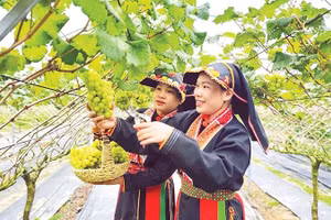 Nâng tầm sản phẩm OCOP theo hướng chuẩn hóa, hiện đại