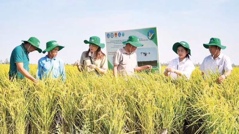 Nông dân An Giang kiểm tra ruộng lúa canh tác theo Đề án 1 triệu héc-ta lúa chất lượng cao, phát thải thấp.