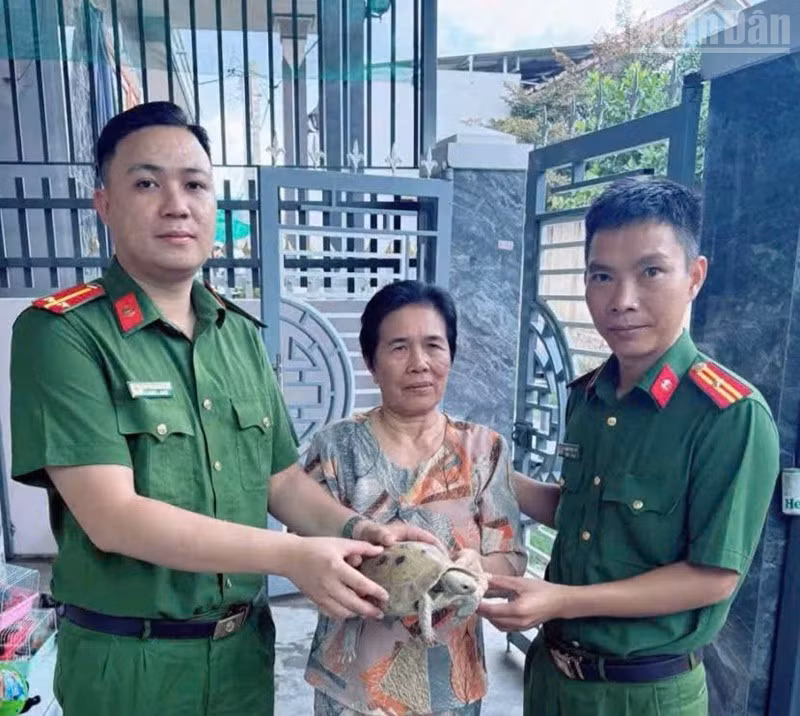 Công an phường Ninh Chử, tỉnh Khánh Hòa tiếp nhận cá thể rùa núi vàng do bà Lê Thị Hồng Nhanh tự nguyện giao nộp. (Ảnh: đơn vị cung cấp).