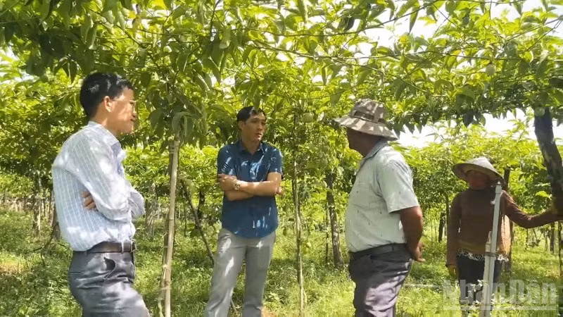 Vườn chanh dây rộng 1ha của ông Vari Nhông Phong ở thôn Ú, xã Anh Dũng, tỉnh Khánh Hòa đang mở ra một hướng sản xuất cây trồng mới, đem lại hiệu quả kinh tế cao. (Ảnh: NGUYỄN TRUNG)