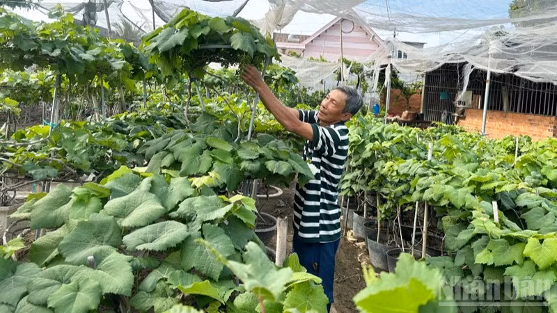 Nông dân làm nho kiểng tại các xã phía nam tỉnh Khánh Hòa tạo dáng cây nho theo phong cách mới, là thân cây vươn thẳng, tán gọn, trên thân buông đều nhiều chùm quả. (Ảnh: NGUYỄN TRUNG)