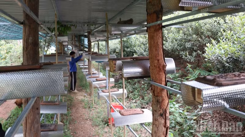 Tổ ong dú được đầu tư bài bản tại làng ong Bác Ái Tây (Khánh Hòa). (Ảnh: NGUYỄN TRUNG)