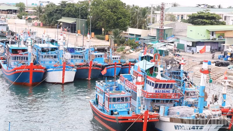 Tàu cá của ngư dân phường Ninh Chử (Khánh Hòa) được hướng dẫn cập cảng an toàn để tránh trú bão. (Ảnh: NGUYỄN TRUNG)