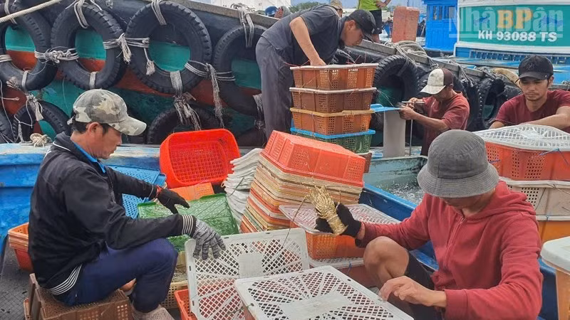 Nông dân nuôi tôm hùm thương phẩm tại vịnh Cam Ranh, tỉnh Khánh Hòa vào vụ thu hoạch. (Ảnh: Cộng tác viên)