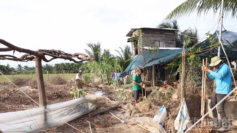 Ông Trịnh Minh Trung, thôn Ninh Quý 3, xã Phước Hậu (Khánh Hòa) thuê 3 công đến dọn lại vườn tược sau mưa lũ. (Ảnh: NGUYỄN TRUNG)