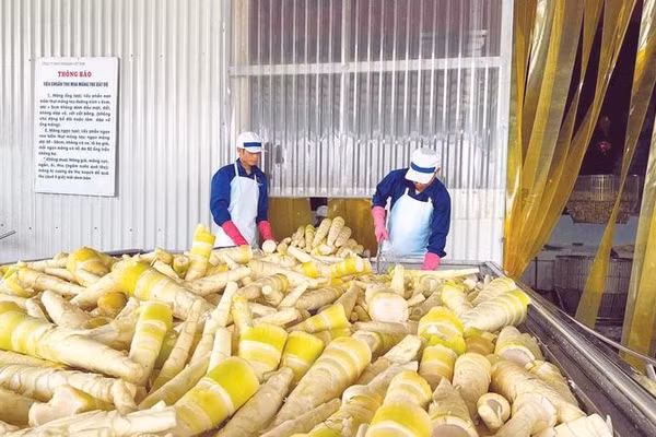 Măng bát độ được chế biến tại Công ty TNHH Yamazaki Việt Nam.
