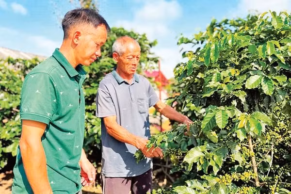 Nông dân xã Quài Tở chăm sóc cây cà-phê, một trong hai loại cây chủ lực được tỉnh ưu tiên mở rộng diện tích.