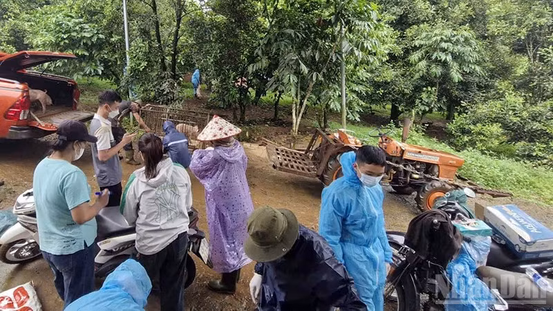 Cơ quan chức năng đưa đàn lợn bị nhiễm bệnh đi tiêu hủy. 