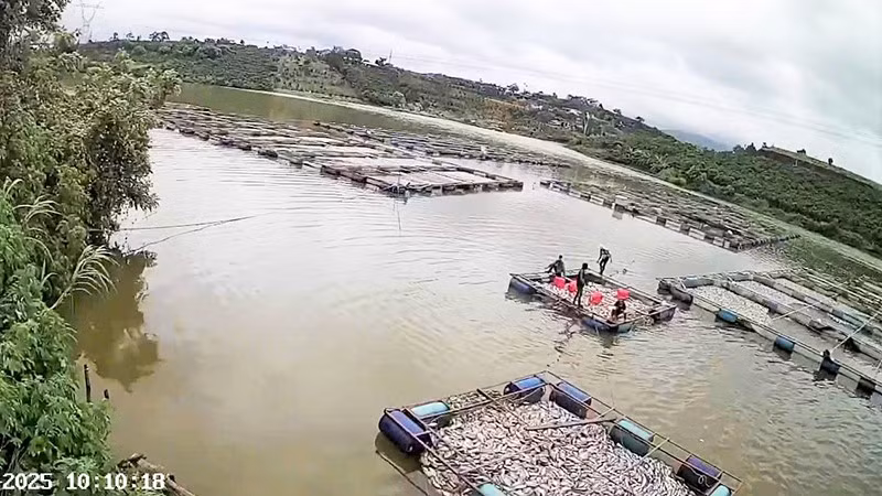 Toàn bộ 53 lồng cá, với khoảng 83 tấn bị chết, ước tính thiệt hại hơn 3,5 tỷ đồng.