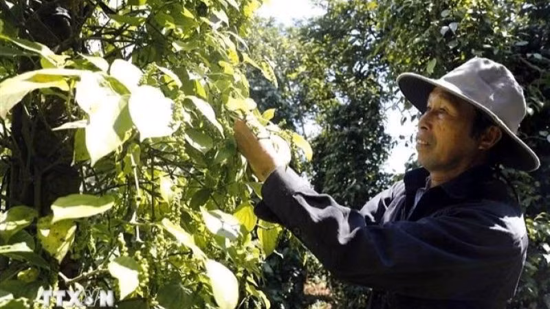 Nông dân thu hoạch hồ tiêu. (Ảnh: Trần Việt/TTXVN)