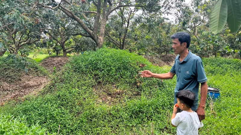 Những cây nhãn đã được ông Hoàng Quang Tuấn trồng cao hơn để tránh ngập úng.