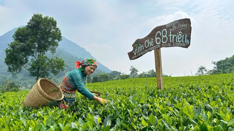 Chè là cây chủ lực, tạo đột phá cho các xã phía nam của tỉnh Thái Nguyên trong nhiệm kỳ 2025-2030. Trong ảnh: Người dân xã Tân Cương thu hoạch chè. (Ảnh: TÚ LINH)