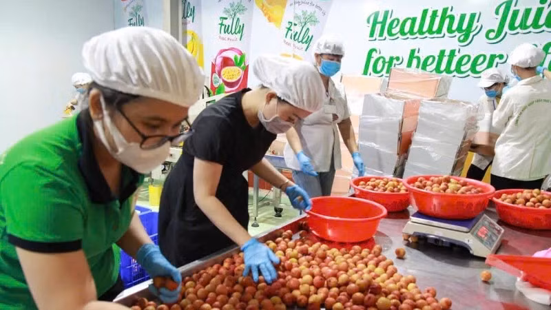 Sơ chế vải xuất khẩu tại Công ty CP Tập đoàn xuất nhập khẩu trái cây Chánh Thu. (Ảnh: MINH ANH)