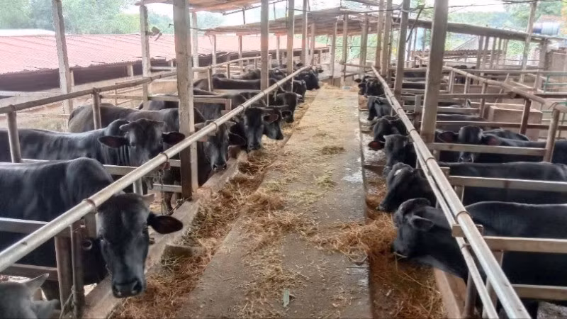 Khu vực chăn nuôi của Hợp tác xã Chăn nuôi bò và Dịch vụ sản xuất nông nghiệp Nga My (Thái Nguyên).
