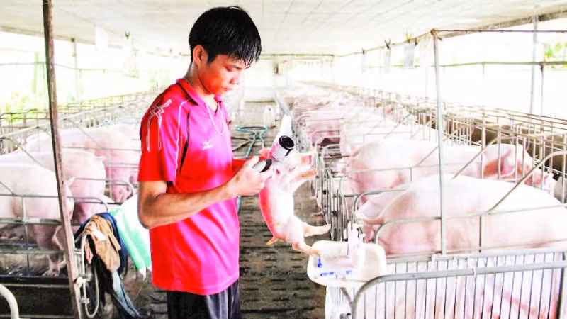 Người dân tổ chức tiêm vắc-xin phòng dịch tả lợn châu Phi cho đàn lợn.
