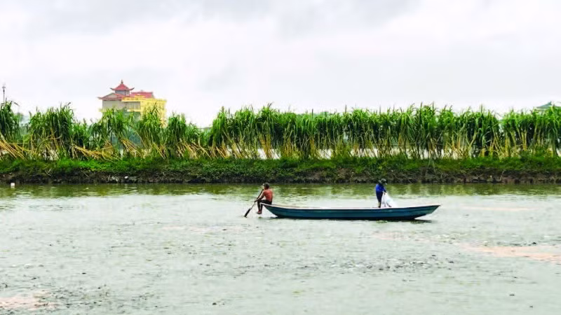 Làng nghề Hội Am, phường Vĩnh Am, thành phố Hải Phòng chuyên ương cá giống để cung cấp ra thị trường.