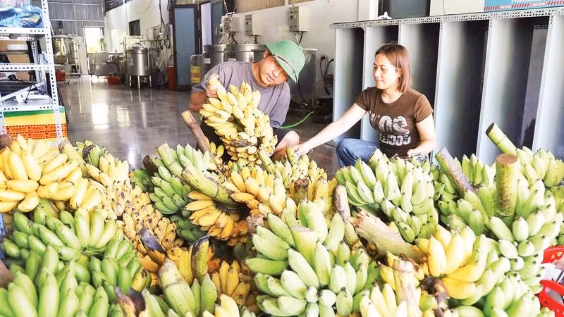 Chị Lê Thị Ánh cùng các thành viên Hợp tác xã Sản xuất Nông Lâm nghiệp và Thương mại Dịch vụ Sơn Bua thu mua chuối của người dân.