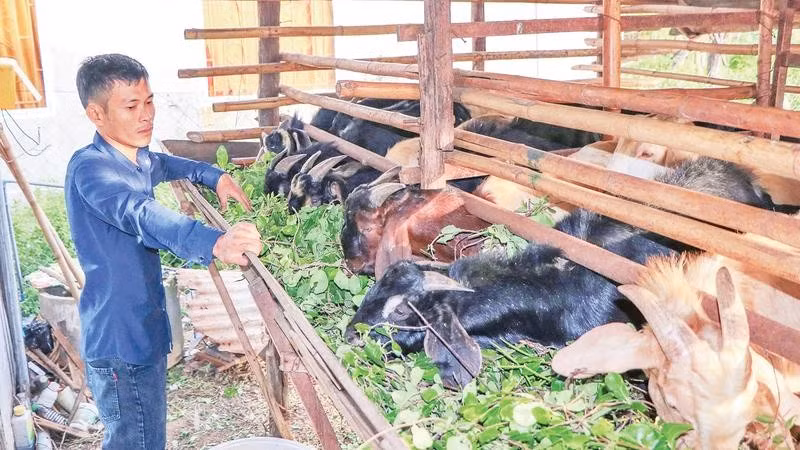 Người dân phía nam tỉnh Khánh Hòa chăm sóc đàn dê.