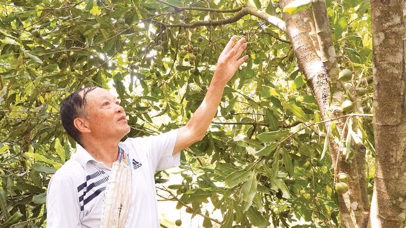 Ông Là Văn Chanh, ở bản Pha Nàng, xã Tuần Giáo bên vườn mắc-ca do ông tự mua giống về trồng từ năm 2013, đến nay đã cho thu hoạch.