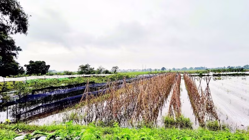 Nhiều diện tích cây trồng bị hư hại do bão lũ.