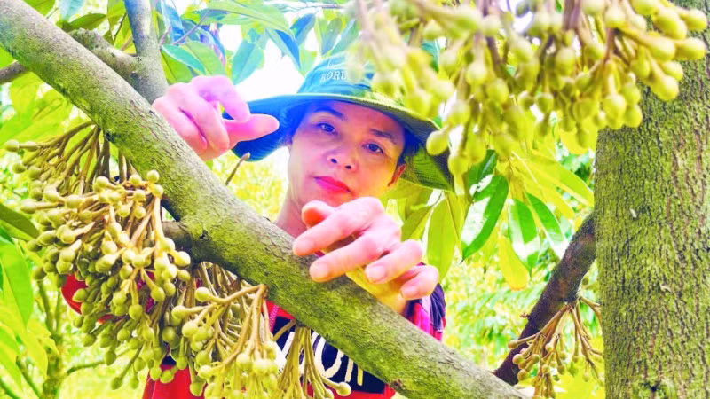 Phát triển vườn cây ăn trái có giá trị kinh tế cao tạo nguồn thu nhập ổn định cho người dân xã Ia Chim.