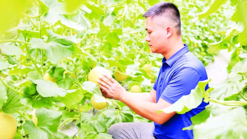 Mô hình trồng dưa lưới OCOP 3 sao ứng dụng công nghệ tưới nhỏ giọt tự động của hộ gia đình anh Nguyễn Việt Lâm mang lại hiệu quả kinh tế cao.
