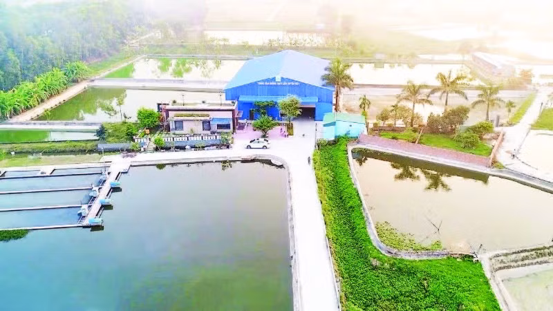 Trung tâm giống thủy sản của Hợp tác xã sản xuất và Thương mại Xuyên Việt.