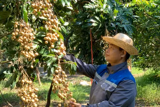 Nông dân xã Tân Hưng, tỉnh Hưng Yên trồng nhãn đường phèn cho thu nhập cao.
