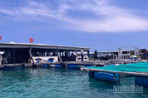 Các lồng bè nuôi cá trên đảo Phú Quý.