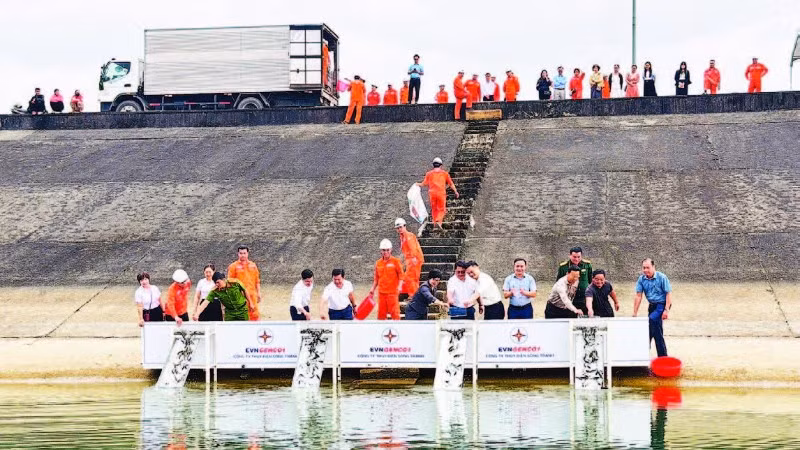 Công ty Thủy điện Sông Tranh thả 30.000 con cá giống gồm cá trắm cỏ và cá mè xuống lòng hồ.