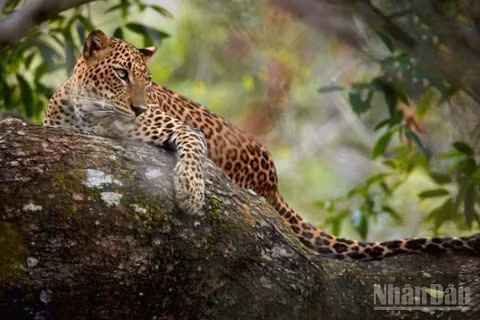 Sri Lanka, đảo quốc Nam Á sở hữu một thế giới thiên nhiên hoang dã đủ sức làm say lòng lữ khách. (Ành: BÍCH TUYỀN)