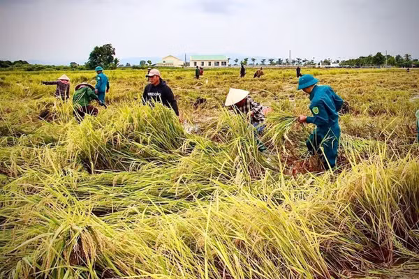 Chính quyền địa phương hỗ trợ Nhân dân gặt lúa sau những ngày mưa lớn.