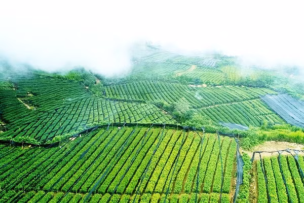 Khung cảnh Ngải Thầu nhìn từ trên cao.