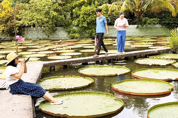 Thử đứng trên lá sen to nhất thế giới