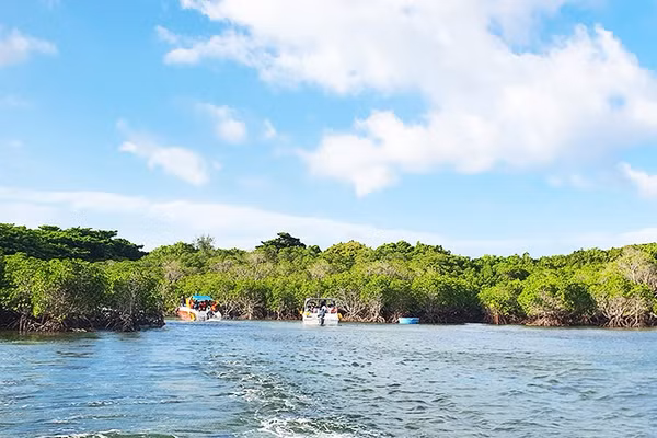 Rừng ngập mặn tại đặc khu Côn Đảo (Thành phố Hồ Chí Minh). Ảnh: KHIẾU MINH