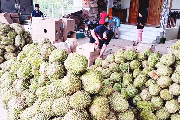 Sầu riêng tiếp tục là một trong những động lực quan trọng của xuất khẩu rau quả. Ảnh: NGUYỆT ANH