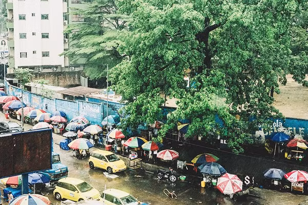 Cây bao báp cuối cùng tại thủ đô CHDC Congo. Ảnh: THE GUARDIAN