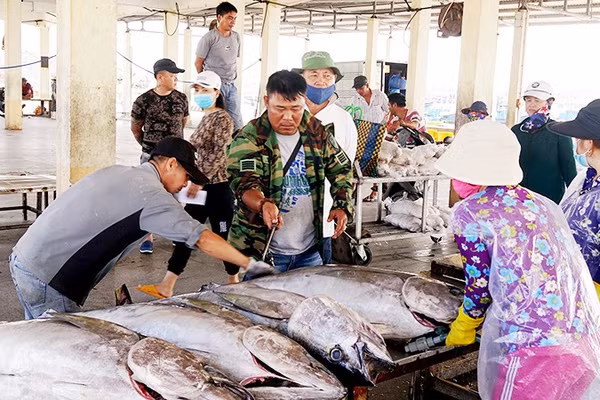Tiếp tục giám sát và truy xuất nguồn gốc là yêu cầu quan trọng để nâng cao uy tín thủy sản Việt Nam. Ảnh: NGUYỆT ANH