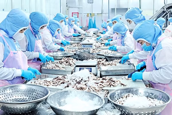 Chế biến bạch tuộc xuất khẩu sang thị trường Nhật Bản. Ảnh: TRẦN VIỆT