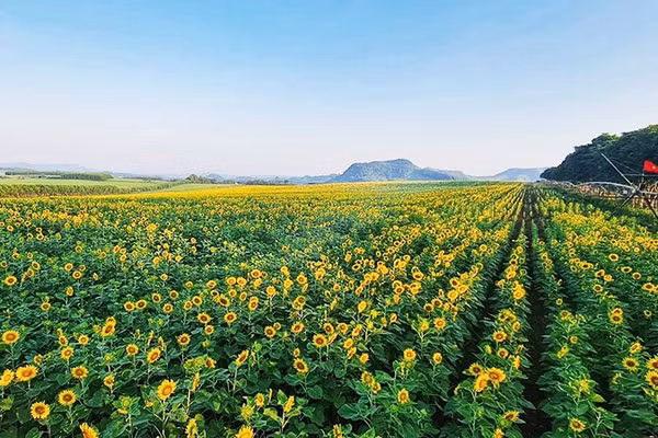 Hẹn nhau giữa đồi hoa mặt trời