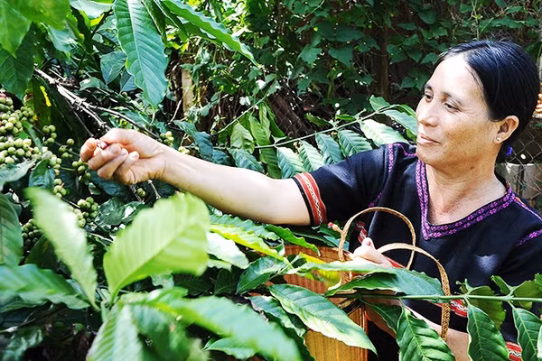 Đẩy mạnh quảng bá thương hiệu cà-phê Robusta Việt Nam