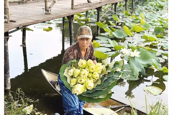 Tinh khiết mùa sen “ngự”