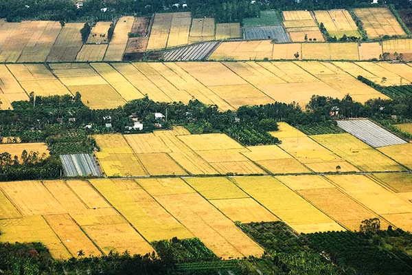 Đồng ruộng miền Tây vào mùa.