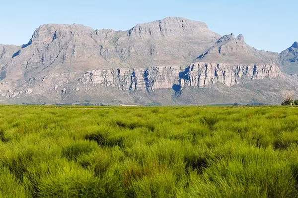 Cây rooibos mọc tự nhiên tại vùng Cederberg, Nam Phi. Ảnh: ROOIBOS LTD