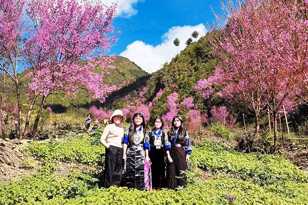 Khi rẻo cao thắm sắc tớ dày
