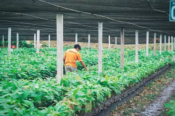 Công nhân kiểm tra những cây giống ca-cao tại El Ceibo. Ảnh: THE GUARDIAN